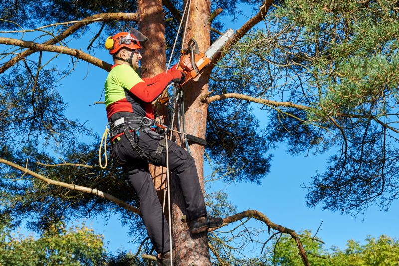 Arborist Expertise